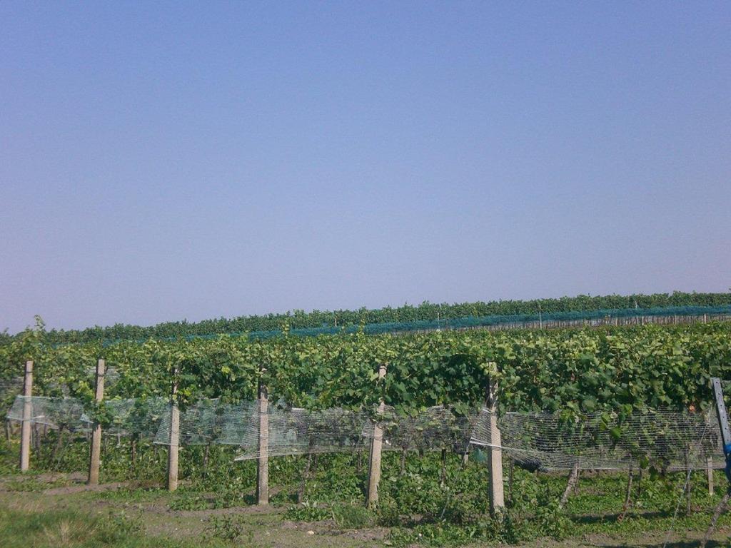 אילמיץ Ferienwohnungen Feldsee מראה חיצוני תמונה